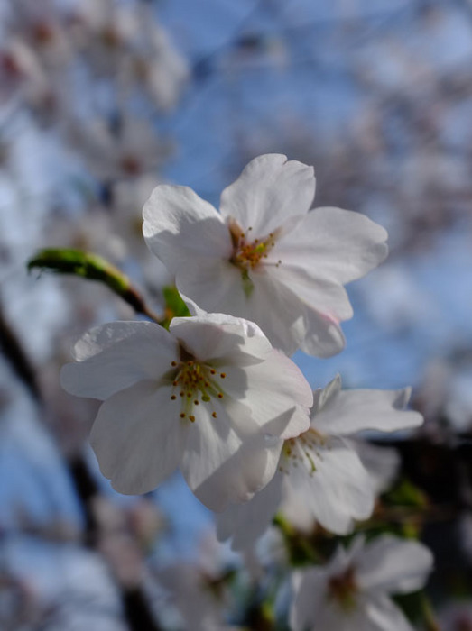 桜の花.JPG